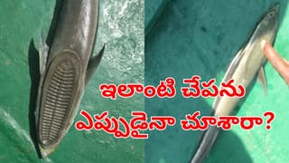 Viral Video: ప్రపంచంలోనే అత్యంత అందమైన దోపిడీ.. వీడియో చూస్తే నవ్వు ఆపుకోలేరు..!