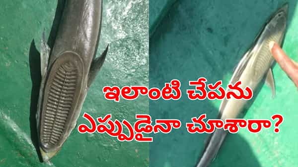 Mysterious Fish: మత్స్యకారుడి వలకు చిక్కిన వింత చేప.. దాని ప్రత్యేక ఏంటో తెలుసా?