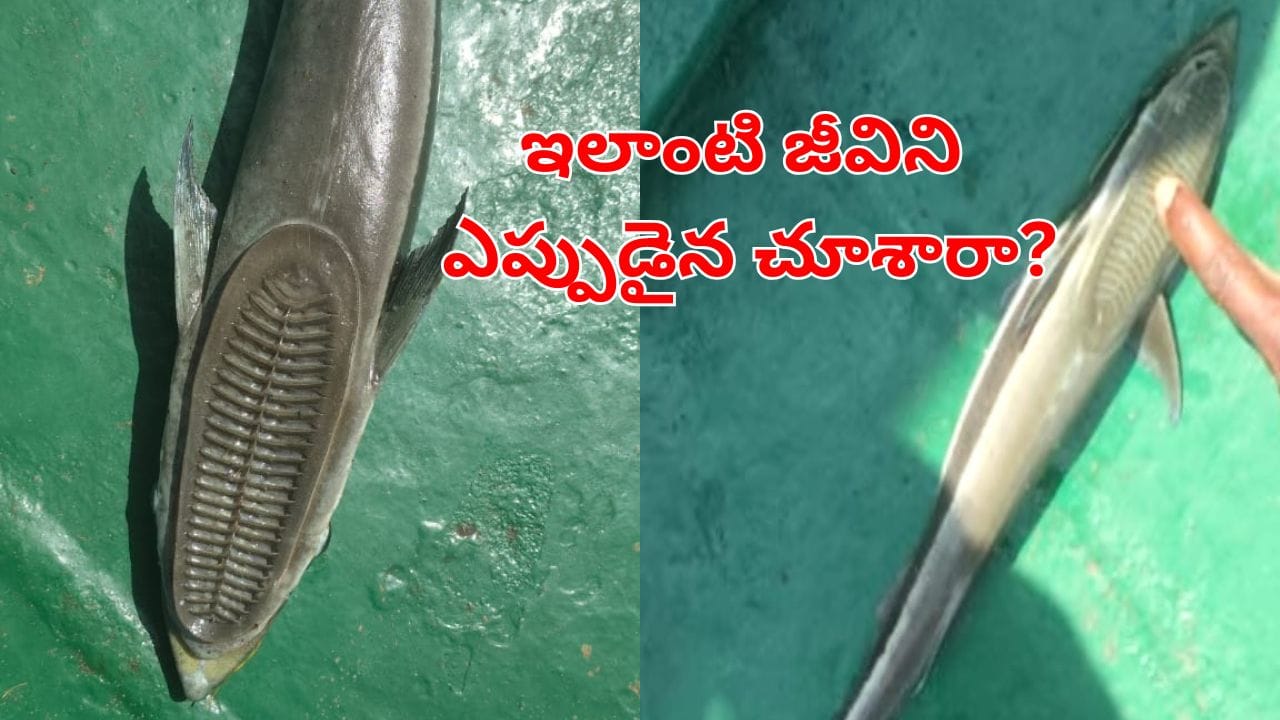 Mysterious Fish: మత్స్యకారుడి వలకు చిక్కిన వింత చేప.. దాని ప్రత్యేక ఏంటో తెలుసా? – Telugu News | Ambedkar Konaseema: Mysterious Fish Discovery in Godavari River