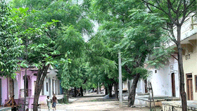 ఇంటి దగ్గర వేప చెట్టు ఉంటే ఏమవుతుంది..