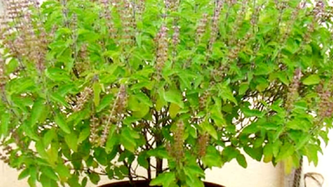 తులసి మొక్క : ఇంటిలో తులసి మొక్క ఉండటం శుభప్రదం. తులసి మొక్క ఇంటి వద్ద ఉండటం వలన ఇది ఇంటిలోకి సానుకూల శక్తిని తీసుకురావడమే కాకుండా, శ్రేయస్సును పెంచుతుంది. అయితే ఎవరి ఇంటిలోనైతే తులసి మొక్క ఉండదో లేదా వాడిపోయి ఉంటుందో, వారు తమ ఇంటి వద్ద కొత్త తులసి మొక్క నాటడం చాలా మంచిదని చెబుతున్నారు పండితులు.