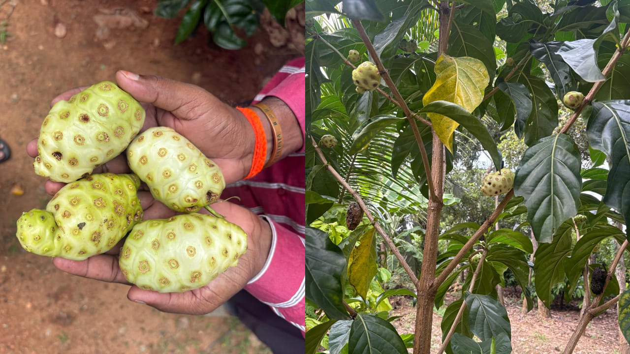 Andhra: అబ్బా.. వీటికి అంత సీన్ వుందా ... వీటి పేరు ఏంటో తెలుసా..?