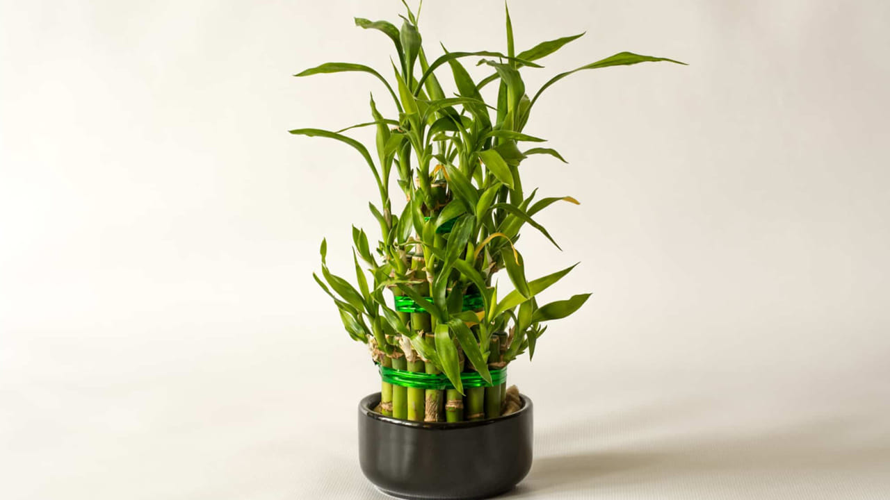 లక్కీ వెదురు : లక్కీ వెదురు మీ ఆఫీస్ డెస్క్  వద్ద పెట్టుకోవడం వలన అదృష్టం కలిసి వస్తుదని చెబుతున్నారు వాస్తు శాస్త్ర నిపుణులు.  ఇది ప్రతి కూల శక్తిని దూరం చేసి, సానుకూల శక్తిని తీసుకొస్తుంది. అదే విధంగా ఈ మొక్క మీ డెస్క్ వద్ద ఉండటం వలన అన్ని విధాల కలిసి వస్తుందంట.