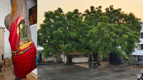 ఇల్లే చెట్టు... చెట్టే దైవం... ఎక్కడంటే