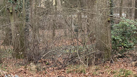 మీకో సవాల్.. ఈ చిత్రంలో దాగున్న జింకను 10 సెకన్లలో కనిపెట్టగలరా..