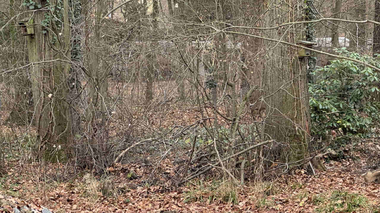 Optical Illusion Test: మీ ప్రతిభకు సవాల్.. ఈ చిత్రంలో దాగున్న జింకను 10 సెకన్లలో కనిపెట్టగలరా..?