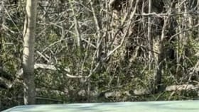 ఈ చిత్రంలో దాగి ఉన్న పిల్లిని 10 సెకన్లలో గుర్తిస్తే నువ్వే తోపు!