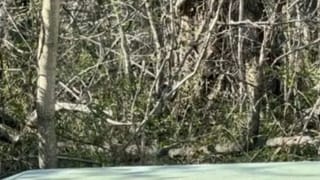 Viral Video: ఇసొంటి వ్యక్తిని ఏం చేయాలో మీరే చెప్పండి… నిశ్చితార్థ వేడుకల్లో రోటీలపై ఉమ్ముతూ కాల్చిన వంటవాడు