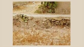 ఈ ఫొటోలో దాగి ఉన్న పిల్లిని గుర్తిస్తే.. నిన్ను మించిన తోపుల్లేరు