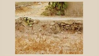 Viral Video: ప్రపంచంలోనే అరుదైన పువ్వు..పేరు శవం.. 9 నెలలు మొగ్గగా ఉండి చివరకు ఇలా..