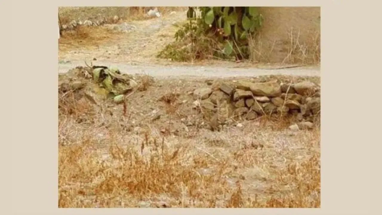 Optical Illusion: దమ్ముంటే కాస్కో.. ఈ ఫొటోలో దాగి ఉన్న పిల్లిని గుర్తిస్తే.. నిన్ను మించిన తోపుల్లేరు!