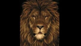 తెలివైన వారికే ఈ సవాల్.. సింహంలో దాగిఉన్న చిట్టెలుకను గుర్తిస్తే