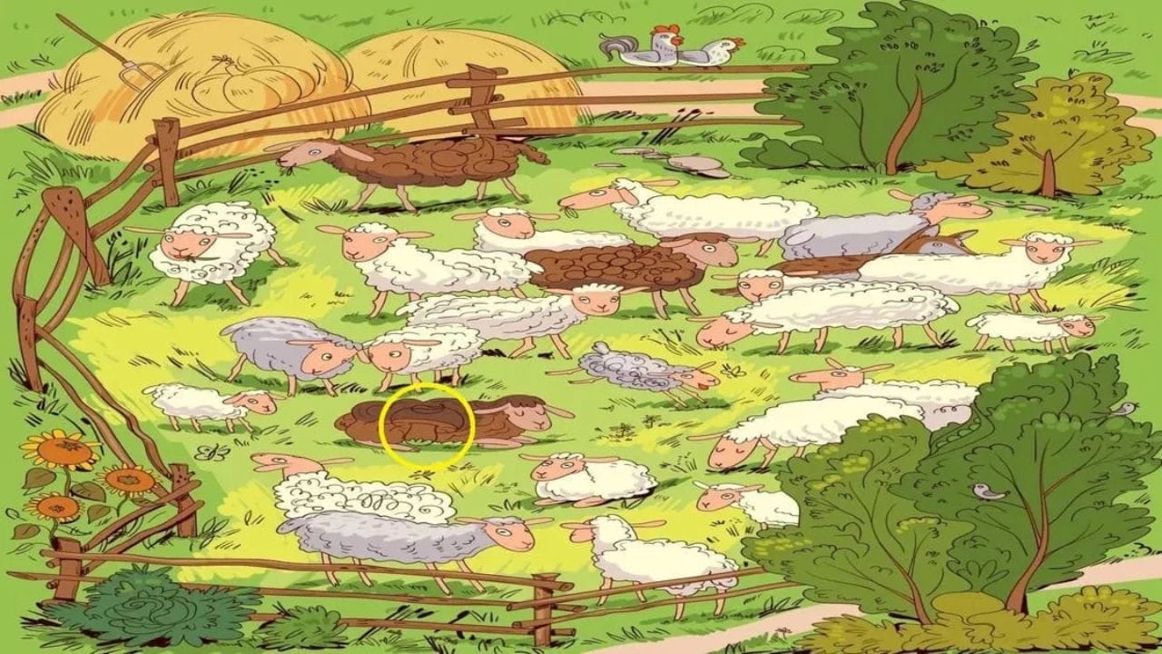 Optical Illusion (3)