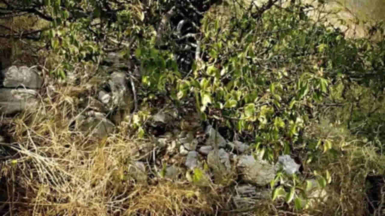 Optical Illusion: కిరాక్ మామ.. కిరాక్.. పిల్లిని కనిపెడితే మీరు తోపులే.. టైం 10 సెకన్లే..