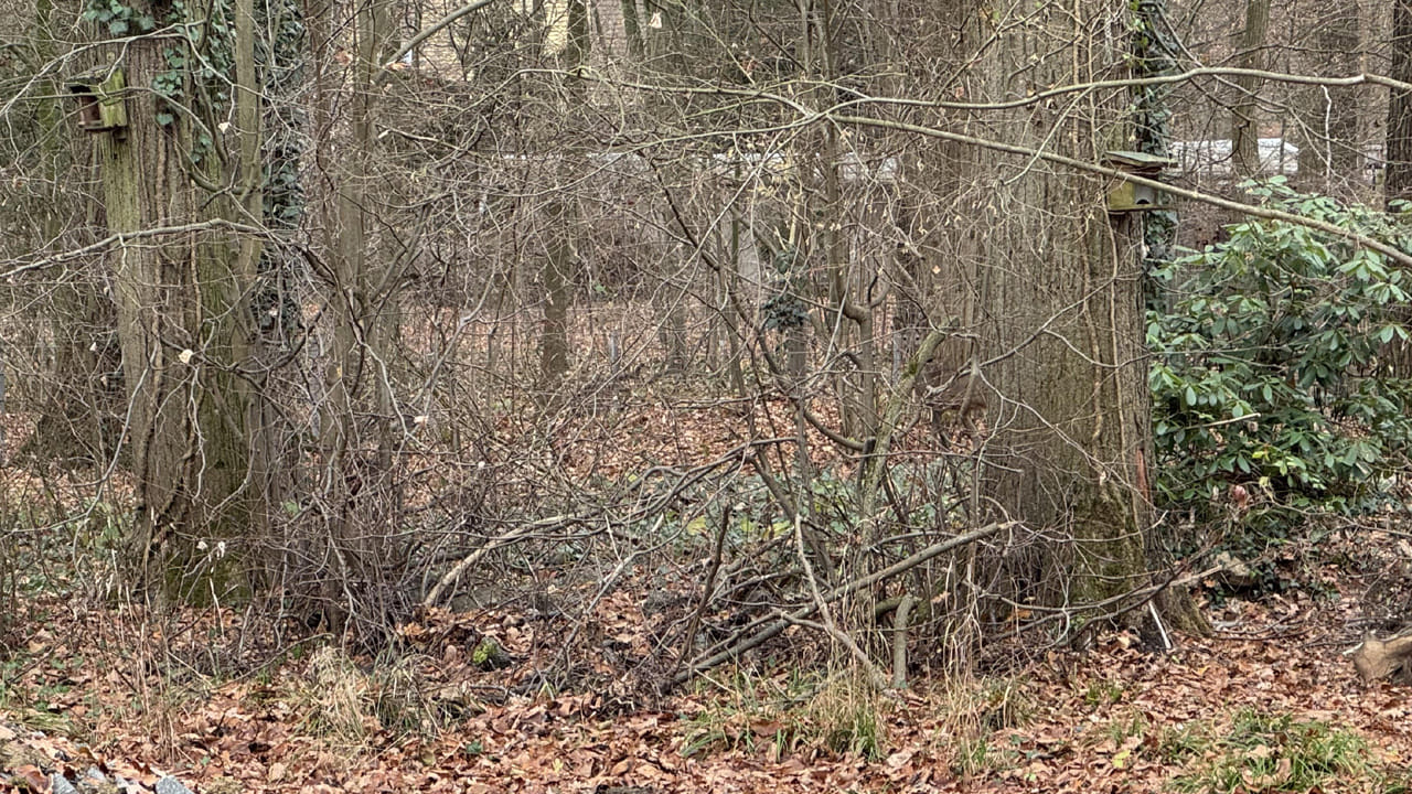 Optical Illusion Test