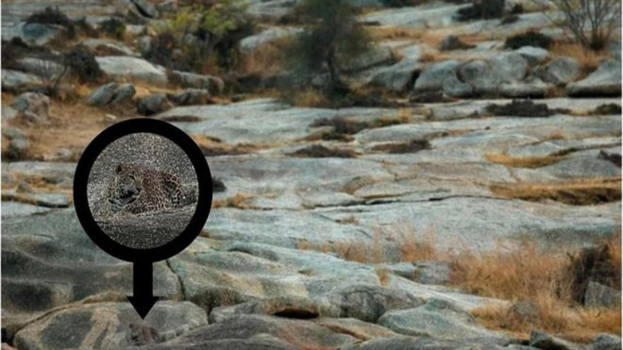 కొండపై చాలా దిగువన భాగంలో చిన్నగా చిరుత నక్కి నక్కి చూస్తు కనిపిస్తుంది.  మీకు ఇప్పటికీ సమాధానం దొరకకపోతే, పైన ఫొటోపై ఓ లుక్ వేయండి. అదే మీకు సమాధానం తెలియజేస్తుంది.