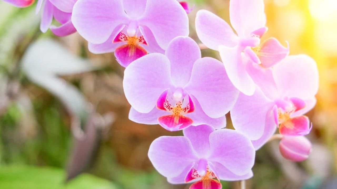 Orchids