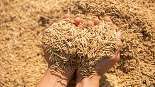 Telangana: వరి సాగులో పరిడవిల్లుతున్న తెలంగాణ.. సాగులో పంజాబ్‌ను దాటేసి రికార్డు