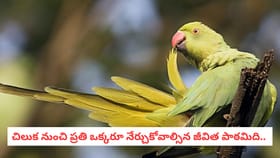 చిలుక నుంచి ప్రతి ఒక్కరూ నేర్చుకోవాల్సిన జీవిత పాఠమిది..