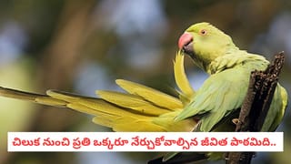 Parrot Life Lessons: చిలుక చేసే ఈ చిన్న పనిని రోజూ చేయండి! లైఫ్ లో ఫెయిల్యూర్ అనే మాటే వినలేరు!