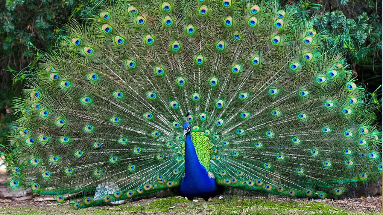 Peacock