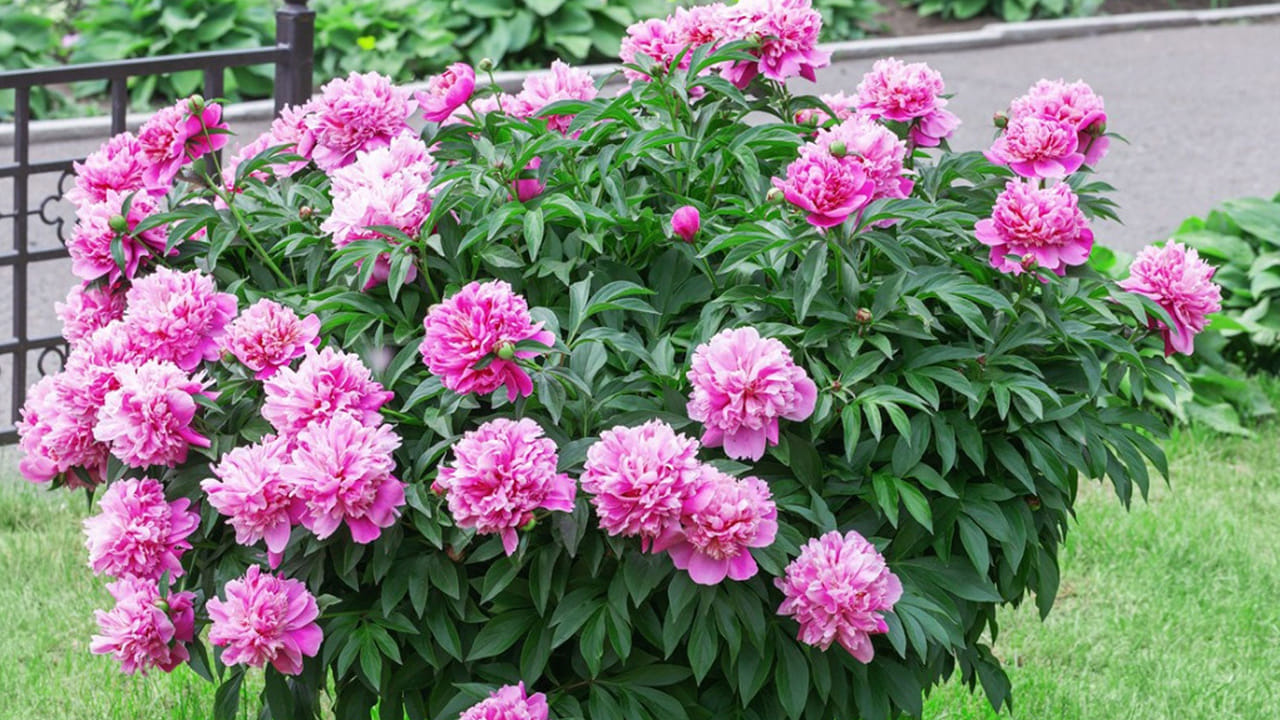 Peony Plant