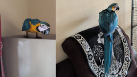 కాస్త ఈ పక్షి జాడ తెలిస్తే చెప్పరూ.. కుటుంబం ఆవేదన