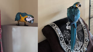 ఆంధ్ర-ఒడిశా సరిహద్దులో కంటిమీద కునుకు లేకుండా చేస్తున్న చిరుత పులి.. వణికిపోతున్న జనం!