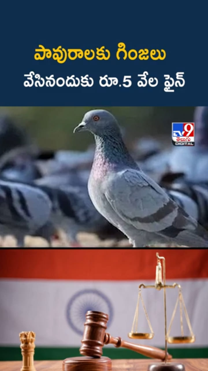 పావురాలకు గింజలు వేసినందుకు రూ.5000 జరిమానా..! ఎక్కడంటే..?