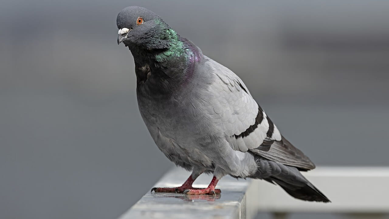 Pigeon