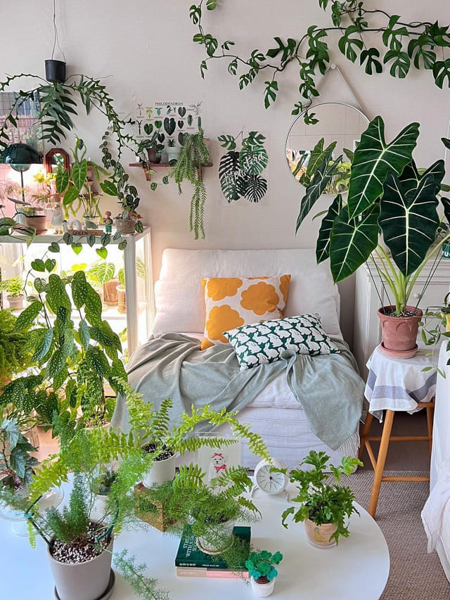 మీ ఇంట్లో ఈ మొక్కలు ఉంటే అదృష్టానికి కొదవే ఉండదంట!