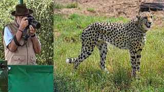 చిరుతల రాకతో భారతదేశం చరిత్రను తిరగరాసిందిః ప్రధాని నరేంద్ర మోదీ