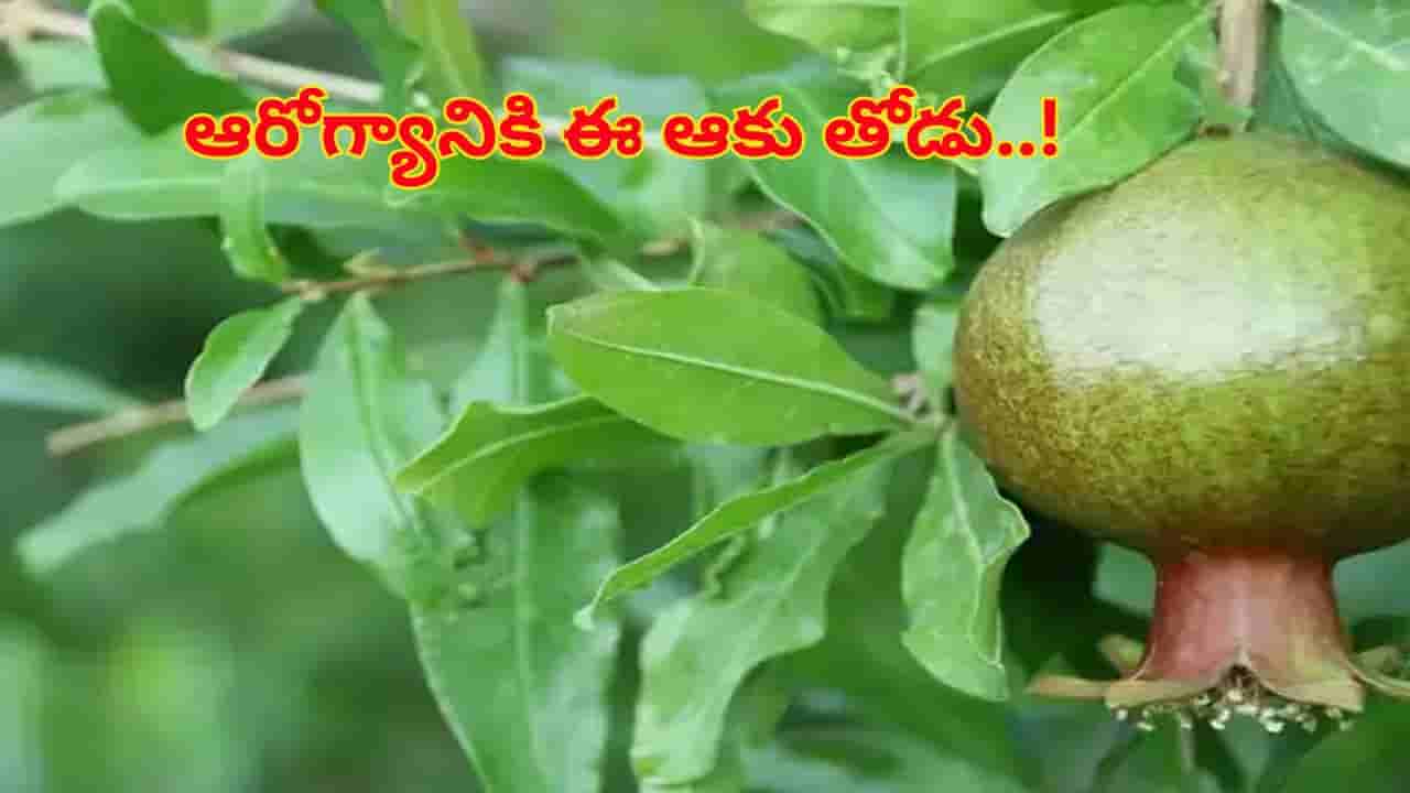 Pomegranate Leaves: దానిమ్మ పండు కంటే ఆకులోనే ఉంది అసలు ఆరోగ్యం..! లాభాలు తెలిస్తే..