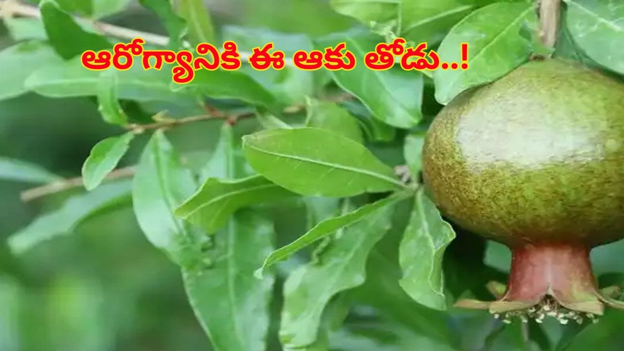 Pomegranate Leaves: దానిమ్మ పండు కంటే ఆకులోనే ఉంది అసలు ఆరోగ్యం..! లాభాలు తెలిస్తే..