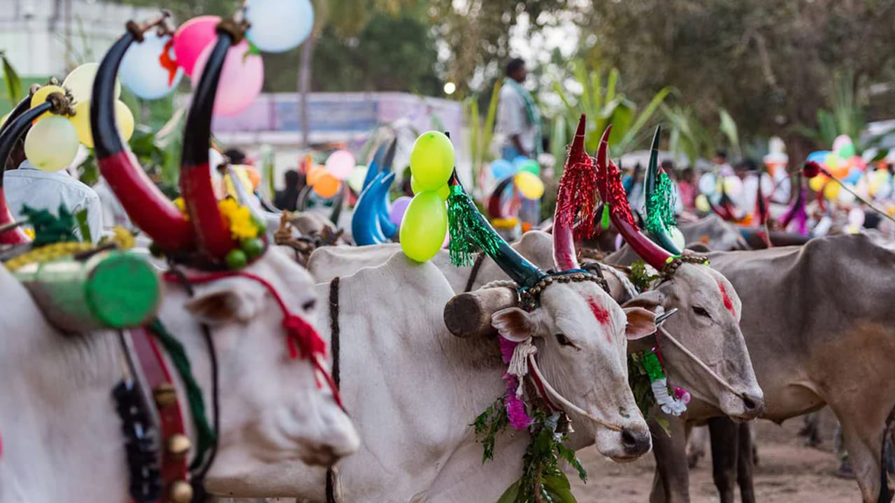 ఇక పొంగల్‌ల్లో థాయ్ పొంగల్, మట్టు పొంగల్, భోగి పొంగల్ , కానుమ్ పొంగల్ అంటూ నాలుగు రకాలు ఉంటాయి. వీటిని నాలుగు రోజులు జరుపుకుంటారు. ఇందులో ముఖ్యమైనది థాయ్ పొంగల్, ఈ రోజు సూర్య భగవానుడిని పూజించి, సంప్రదాయ వంటకమై సక్కరై పొంగల్‌ను నైవేద్యంగా సమర్పిస్తారు. ఇక రెండో రోజు మట్టు పొంగల్, ఈరోజున పశువులకు పూజ చేసి, వాటిని అలంకరించి, వాటికి ఆహారం పెడుతారు. ఈరోజు సంప్రదాయ ఎద్దుల ఆటల పోటీలు పెడుతుంటారు.