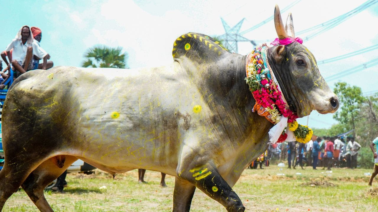 పొంగల్ పండుగ జనవరి 15,2026 ప్రారంభమై జనవరి 18 2026తో ముగుస్తుంది. ఈ పొంగల్ రోజున వ్యవసాయ భూమిలో పూజలు చేయడం, పశువులు, వాహనాలకు పూజలు చేయడం చేస్తుంటారు. ముఖ్యంగా పశువులకు పూజలు చేసి వాటిని పూలతో అలంకరిస్తారు. తర్వాత జల్లికట్టు, పశువులకు పోటీలు పెట్టడం వంటివి చేస్తుంటారు.