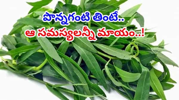 పొన్నగంటి పోషకాల పవర్హౌజ్.. తరచూ తింటే ఆ సమస్యలన్నీమాయం..!