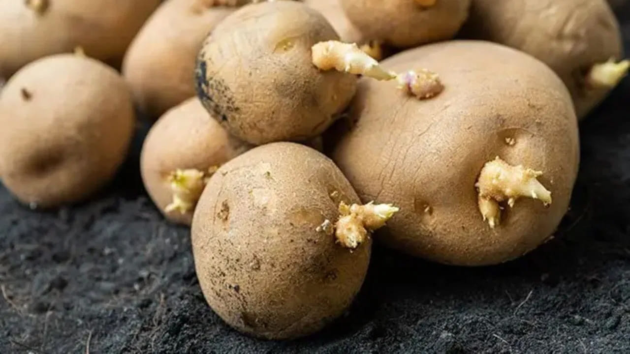 మొలకెత్తిన బంగాళాదుంపలు తినడం వల్ల వాంతులు, విరేచనాలు, కడుపు నొప్పి వంటి సమస్యలు వస్తాయి. ఇది తక్కువ రక్తపోటు, హృదయ స్పందన రేటు పెరుగుదల, జ్వరం, తలనొప్పి, తలతిరగడం వంటి సమస్యలను కూడా కలిగిస్తుంది. ఇది గర్భిణీ స్త్రీలకు చాలా ప్రమాదకరం.