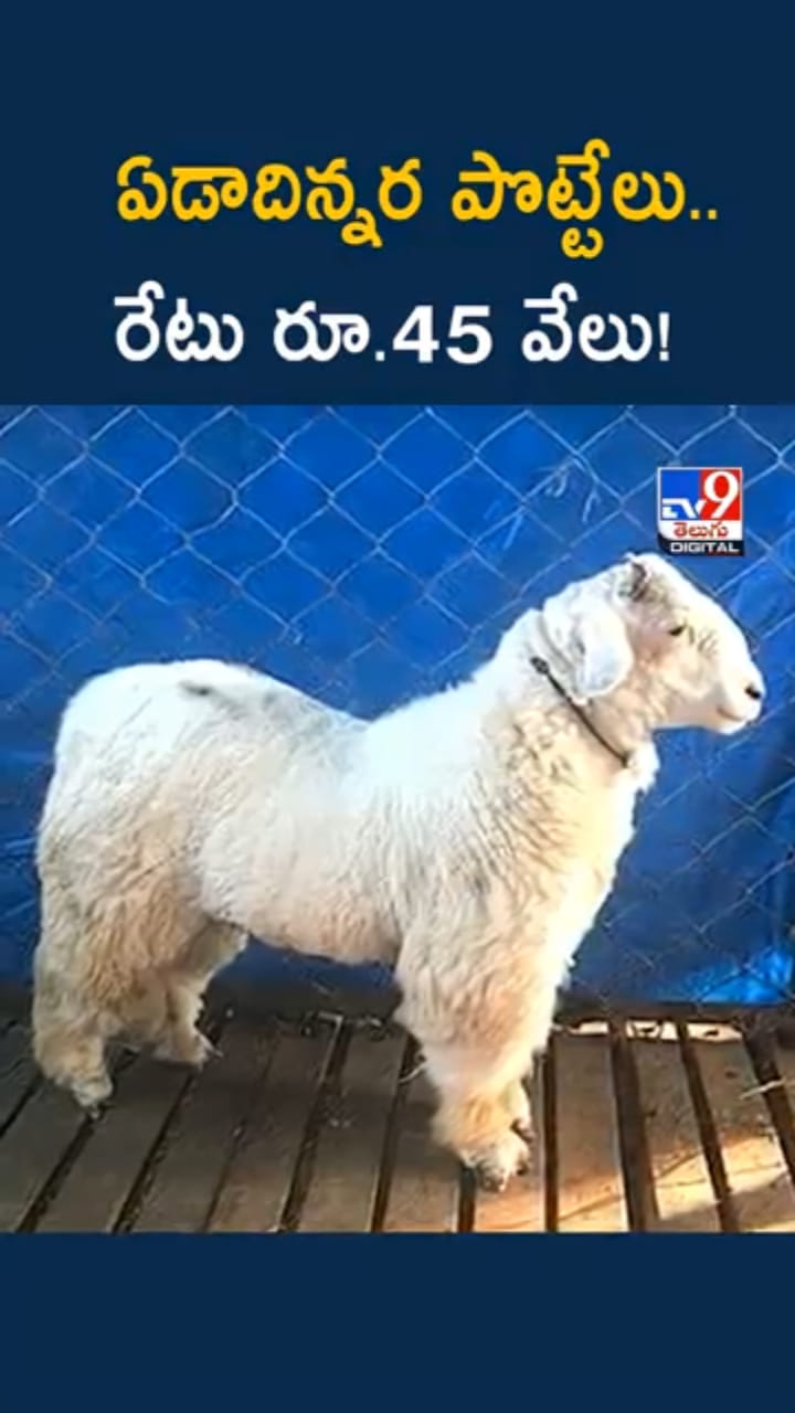 ఏడాదిన్నర పొట్టేలు ఏకంగా రూ.45 వేలు.. దాని ప్రత్యేకత ఏమంటే..?