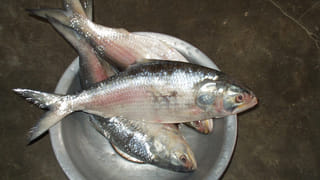 మీ బ్రేక్ ఫాస్ట్‎లో ఇవి ఉంటే.. కొవ్వు ఐస్‎లా కరిగిపోతుంది..