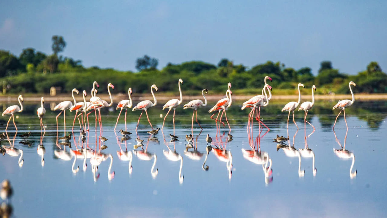 పులికాట్ సరస్సు: చెన్నైకి ఉత్తరాన 60 కిలోమీటర్ల దూరంలో ఉన్న పులికాట్ సరస్సు, పక్షి ప్రేమికులు, పర్యావరణ పర్యాటకులు తప్పక చూడవలసిన ప్రదేశం. ఈ సరస్సు తమిళనాడు, ఆంధ్రప్రదేశ్ సరిహద్దులో ఉంది. భారతదేశంలో రెండవ అతిపెద్ద ఉప్పునీటి సరస్సు. ఫ్లెమింగోలు, పెయింట్ చేసిన కొంగలు, పెలికాన్లతో సహా 160కి పైగా నివాస, వలస పక్షులతో, ఈ సరస్సు వన్యప్రాణుల ఔత్సాహికులు, ప్రకృతి ప్రేమికుల దృష్టిని ఆకర్షిస్తుంది. ఇక్కడ క్యాంపింగ్ చేస్తున్నప్పుడు వన్యప్రాణులు సమృద్ధిగా ఉన్న చిత్తడి నేలల మనోహరమైన దృశ్యాన్ని చూడటం అద్భుతమైన ఆకర్షణలలో ఒకటి.