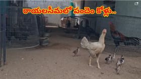 రాయలసీమ గడ్డపై పందెం కోళ్లు.. పులివెందుల పుంజులకు భారీ డిమాండ్!