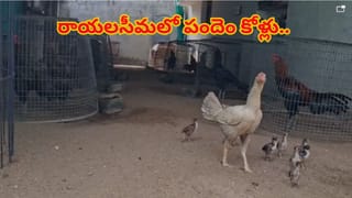 19 ఏళ్లకే 8 పెళ్లిళ్లు.. పెళ్లికాని ప్రసాదులకు పిచ్చెక్కించిందిగా.. ఈ లేడీ మాముల్ది కాదు బాబోయ్