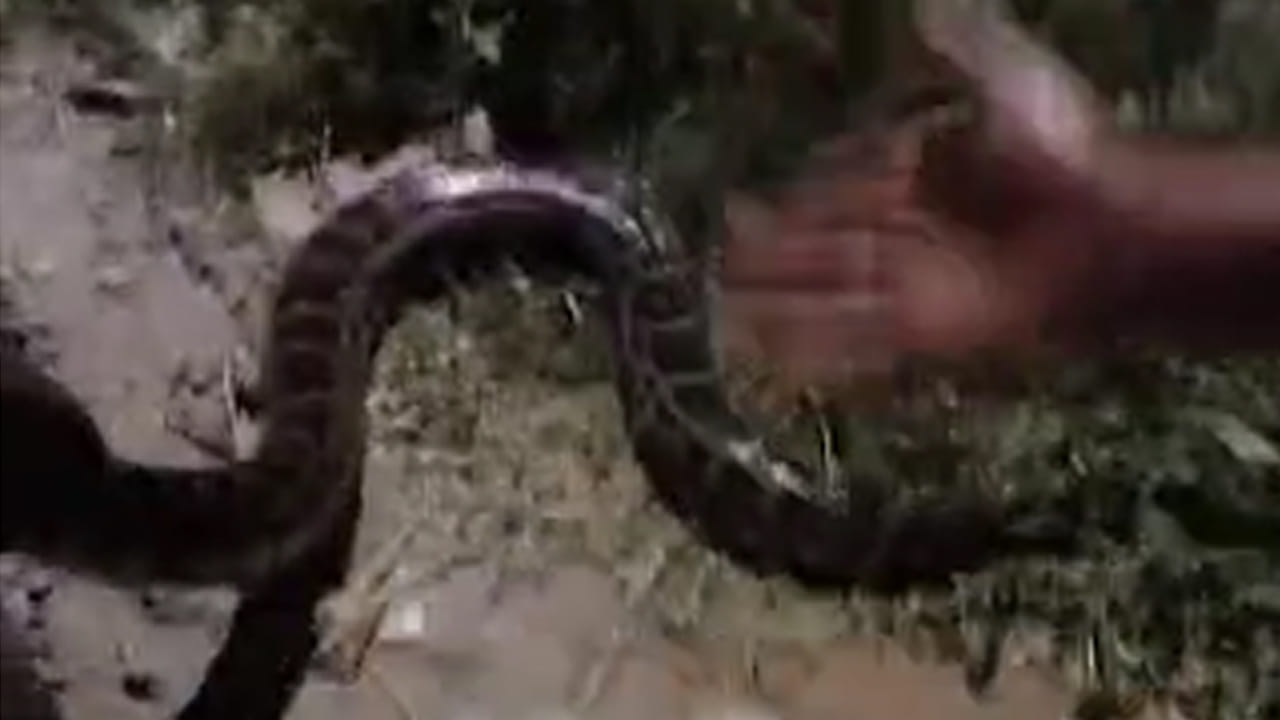 Andhra: అర్ధరాత్రి అలికిడి.. ఏముందో అని చూడగా గుండె గుభేల్‌