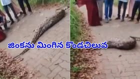 ఓరీ దేవుడో.. జింకను మింగిన భారీ కొండచిలువ.. రోడ్డు దాటలేక అవస్థలు