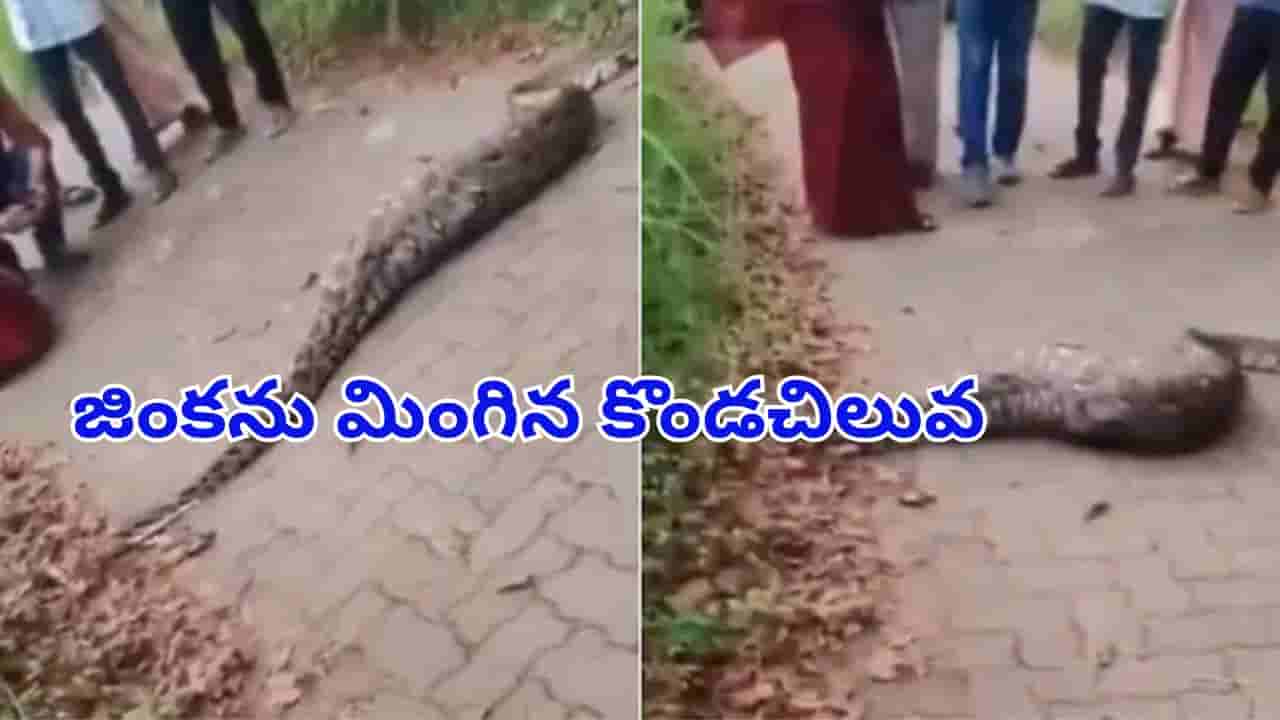 ఓరీ దేవుడో.. జింకను మింగిన భారీ కొండచిలువ.. రోడ్డు దాటలేక అవస్థలు చూడాలి..