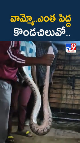 వామ్మో..భీమవరం దగ్గర భారీ కొండచిలువ కలకలం..ఇదిగో వీడియో