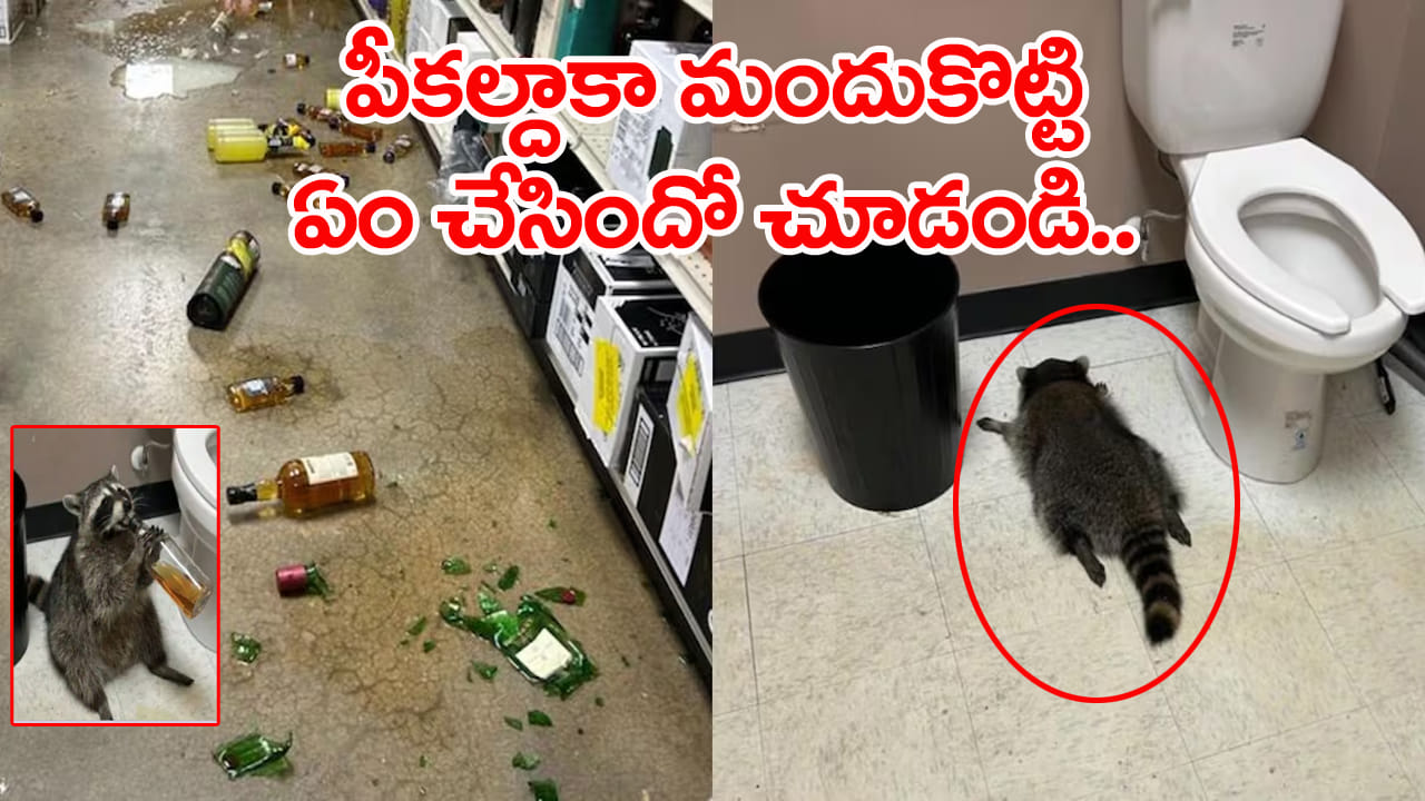Viral Video: తాగుబోతు రకూన్.. అర్ధరాత్రి మద్యం షాపులో దూరి పీకల దాకా తాగేసి రచ్చ రంబోలా..! వీడియో