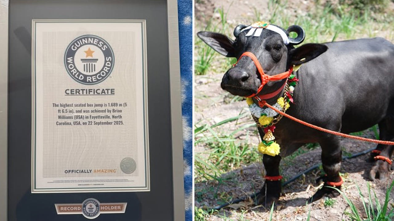 ప్రపంచంలోనే అత్యంత పొట్టి బర్రె మనదే.. గిన్నిస్‌లోకి3 అడుగుల రాధ