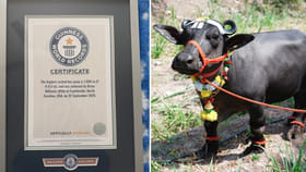 ప్రపంచంలోనే అత్యంత పొట్టి బర్రె మనదే..